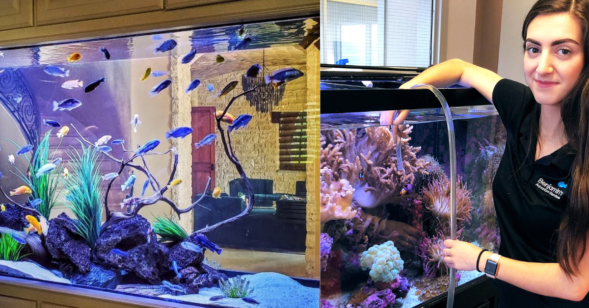 Aquarium service